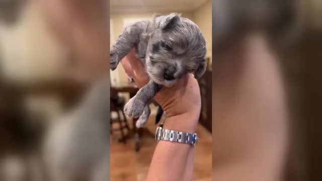 Video preview image #1 Maltipoo (Toy) Puppy For Sale in CARLSBAD, CA, USA