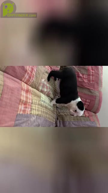 Video preview image #1 Boston Terrier Puppy For Sale in BEECH GROVE, IN, USA