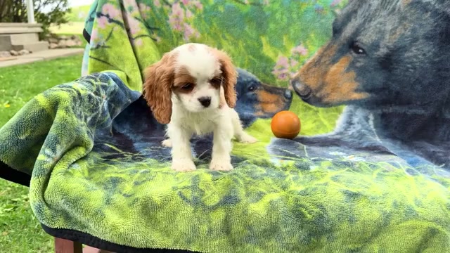 Video preview image #4 Cockalier Puppy For Sale in WAKARUSA, IN, USA