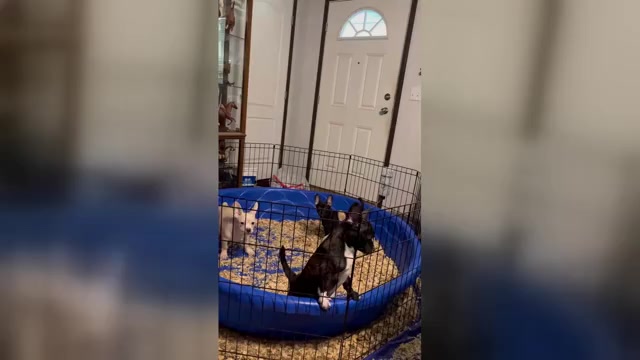 Video preview image #1 French Bullhuahua Puppy For Sale in SPRAGGS, PA, USA
