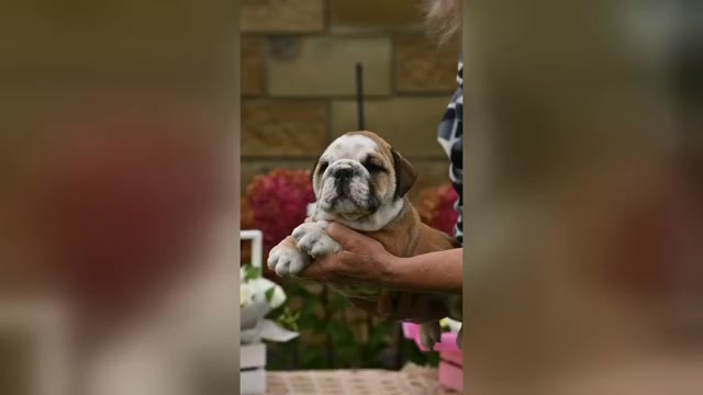 Video preview image #1  Breeder Profile in Balakliya, Kharkiv, Ukraine