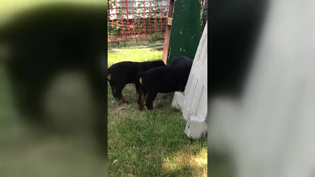 Video preview image #3 Rottweiler Puppy For Sale in JACKSON, NJ, USA