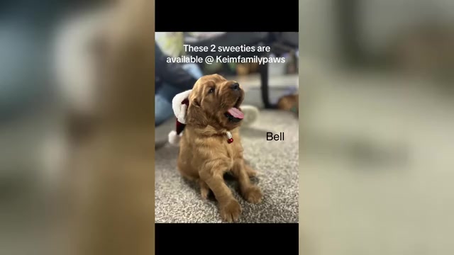 Video preview image #1 Golden Retriever Puppy For Sale in FREDERICKSBG, OH, USA