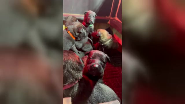 Video preview image #2 Belgian Malinois Puppy For Sale in MENASHA, WI, USA