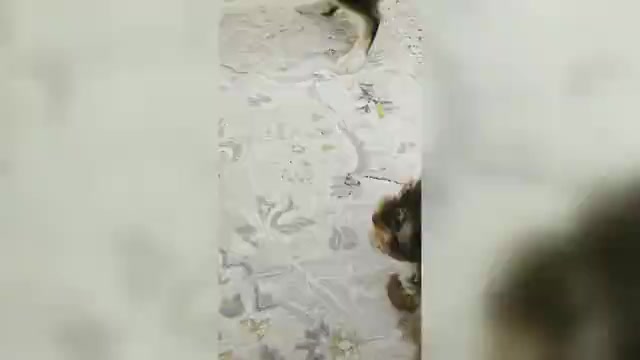 Video preview image #1 Yorkshire Terrier Puppy For Sale in RHOADESVILLE, VA, USA