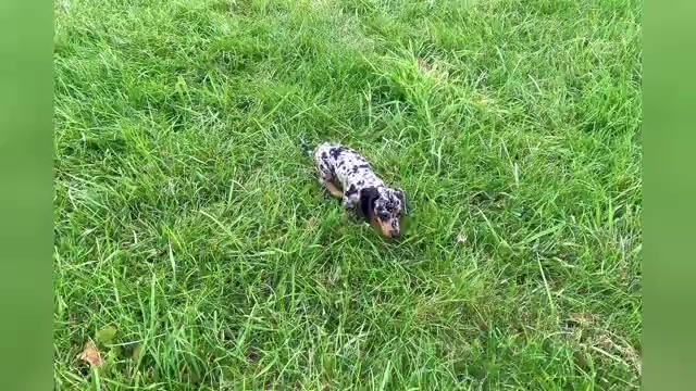 Video preview image #1 Dachshund Puppy For Sale in WARSAW, IN, USA