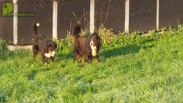 Video preview image #3 Bernese Mountain Dog Puppy For Sale in Hatvan, Heves, Hungary