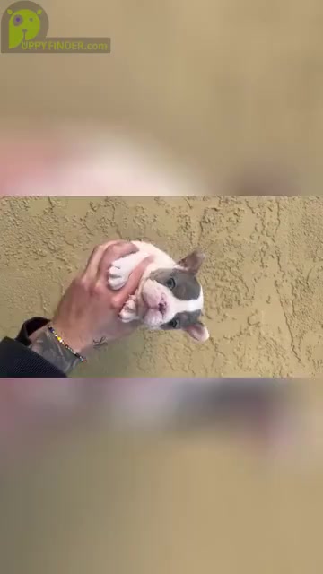 Video preview image #4 French Bulldog Puppy For Sale in CHULA VISTA, CA, USA
