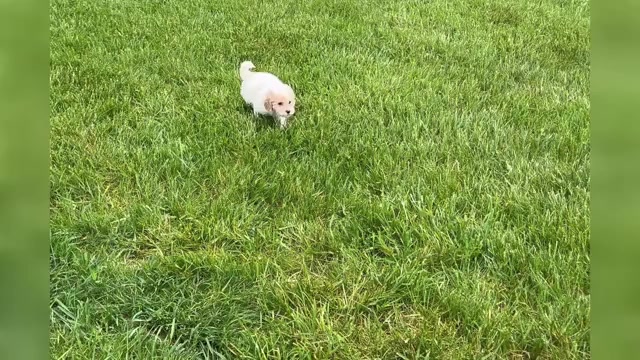 Video preview image #1 Maltipoo Puppy For Sale in WARSAW, IN, USA