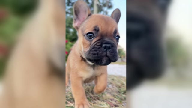 Video preview image #2  Breeder Profile in TAMPA, FL, USA