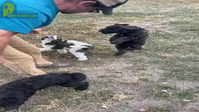 Video preview image #2 Poodle (Standard) Puppy For Sale in PIQUA, KS, USA
