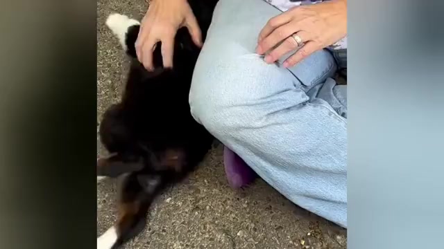 Video preview image #1 Miniature Australian Shepherd Puppy For Sale in HARRISON, OH, USA