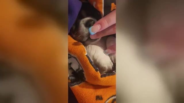 Video preview image #1 Basset Hound Puppy For Sale in BYHALIA, MS, USA