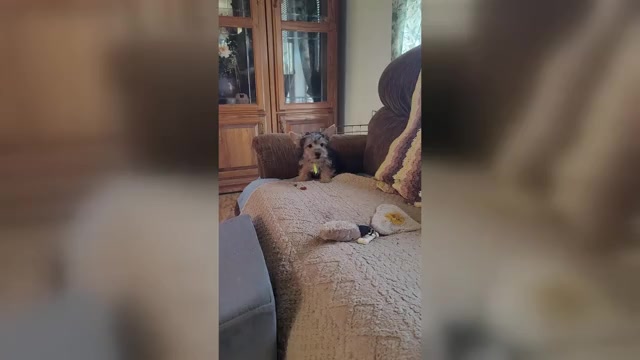 Video preview image #1 Havashire Puppy For Sale in CHICKASHA, OK, USA