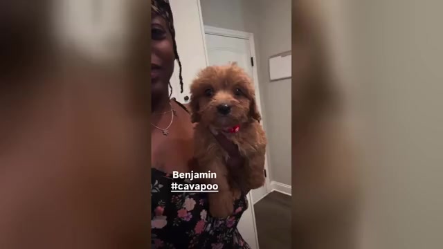 Video preview image #1 Cavapoo (Toy) Puppy For Sale in NORTH AUGUSTA, SC, USA