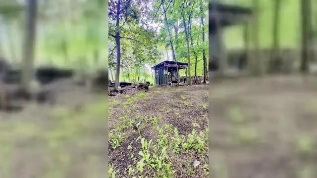 Video preview image #1 French Bulldog Puppy For Sale in OBERLIN, OH, USA