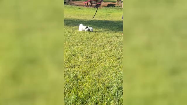 Video preview image #13  Breeder Profile in BEAR RIVER, WY, USA