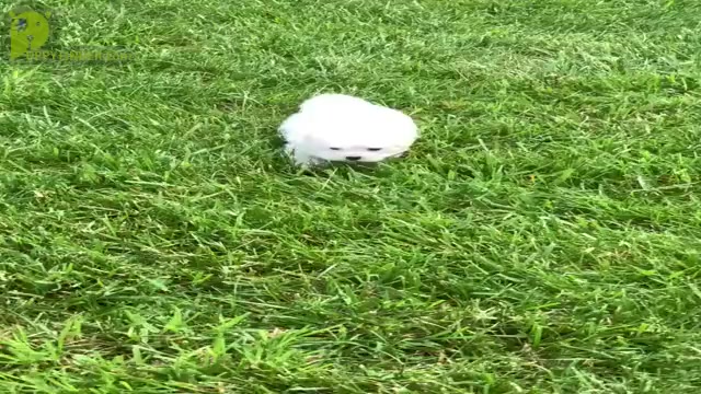 Video preview image #12 Maltese Puppy For Sale in WARSAW, IN, USA