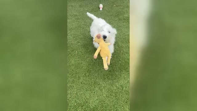 Video preview image #3 West Highland White Terrier Puppy For Sale in PHOENIX, AZ, USA
