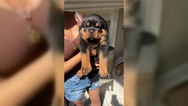 Video preview image #5 Rottweiler Puppy For Sale in MENIFEE, CA, USA