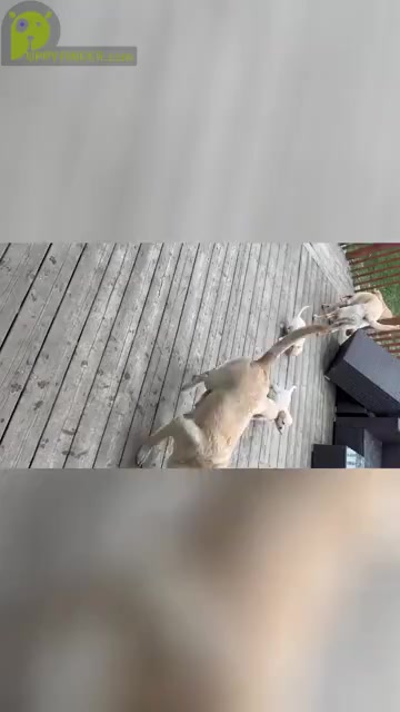 Video preview image #6 Labrador Retriever Puppy For Sale in RANTOUL, IL, USA