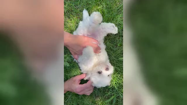 Video preview image #1 Zuchon Puppy For Sale in FAIRBANK, IA, USA