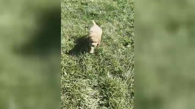 Video preview image #1 Goldendoodle (Miniature) Puppy For Sale in WARSAW, IN, USA