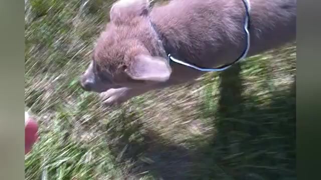 Video preview image #1 German Shepherd Dog Puppy For Sale in PIEDMONT, MO, USA