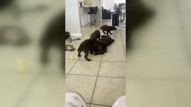 Video preview image #4 Labrador Retriever Puppy For Sale in LEHIGH ACRES, FL, USA