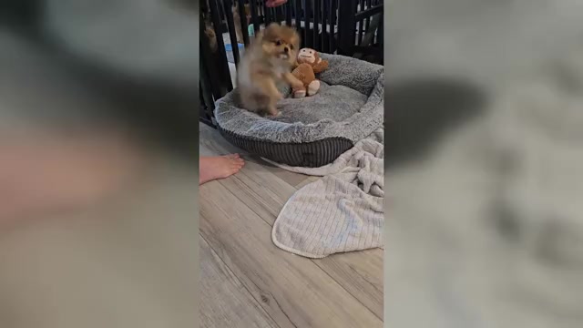 Video preview image #4 Pomeranian Puppy For Sale in MENIFEE, CA, USA