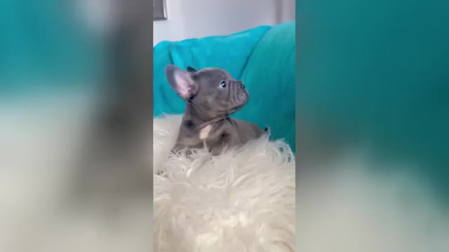 Video preview image #3 French Bulldog Puppy For Sale in HOUSTON, TX, USA