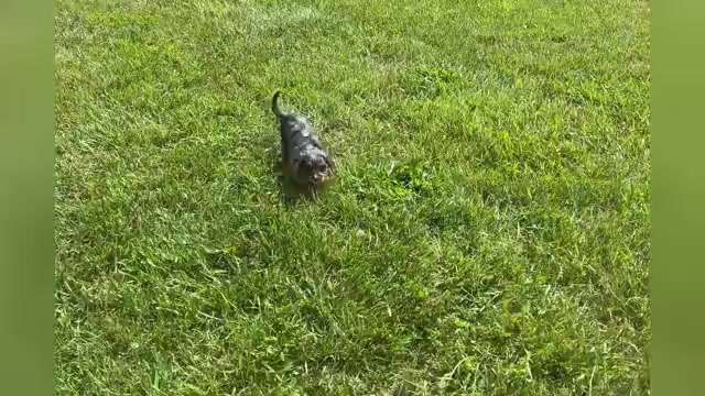 Video preview image #1 Cavapoo Puppy For Sale in WARSAW, IN, USA