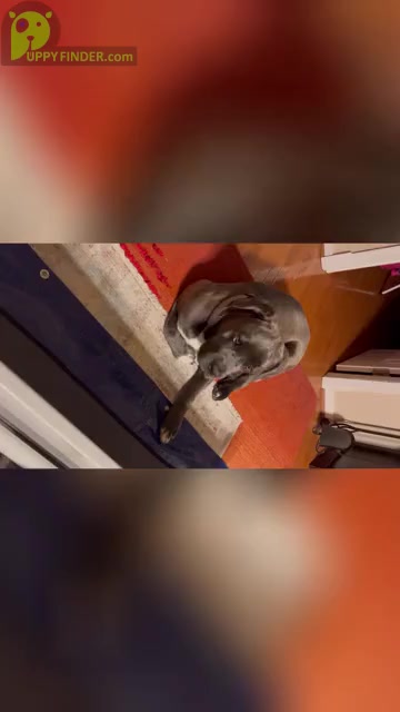 Video preview image #1 Cane Corso Puppy For Sale in SANDSTON, VA, USA