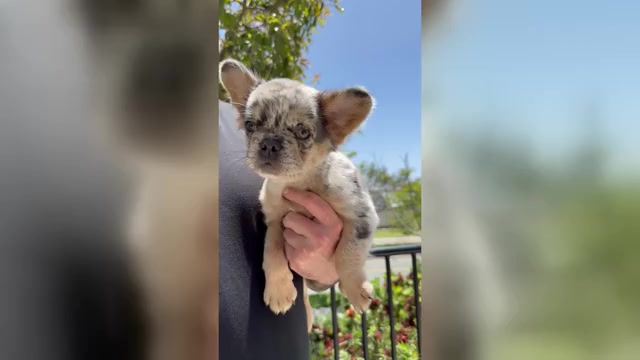 Video preview image #3 French Bulldog Puppy For Sale in SAN DIEGO, CA, USA