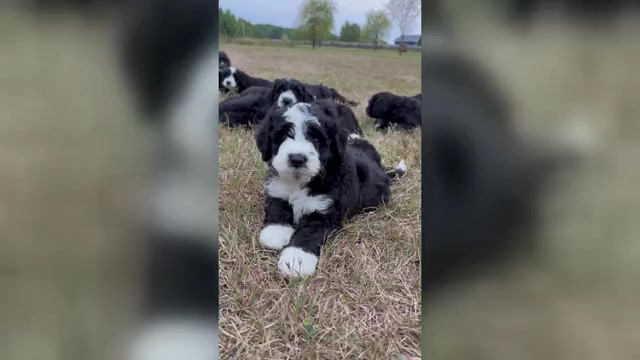 Video preview image #2 Bernedoodle Puppy For Sale in POPLAR, WI, USA