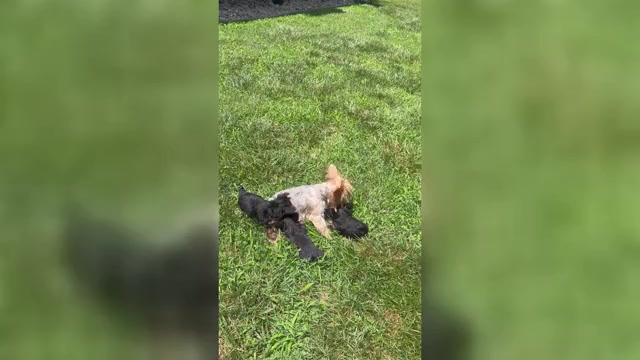 Video preview image #4 Yorkshire Terrier Puppy For Sale in LA PLATA, MD, USA