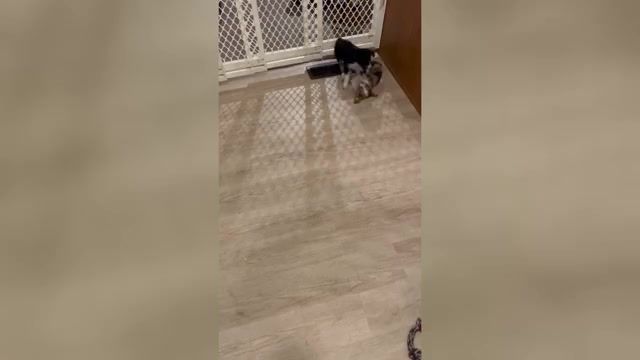 Video preview image #1 Miniature Australian Shepherd Puppy For Sale in FORT MORGAN, CO, USA