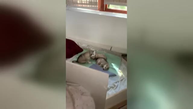 Video preview image #1 Alaskan Malamute Puppy For Sale in DEFUNIAK SPRINGS, FL, USA