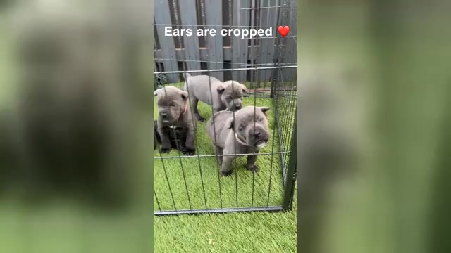 Video preview image #2 Cane Corso Puppy For Sale in JOLIET, IL, USA