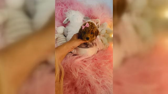 Video preview image #2 Poodle (Toy) Puppy For Sale in MIAMI, FL, USA