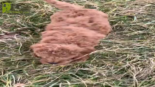 Video preview image #4 Goldendoodle (Miniature) Puppy For Sale in WARSAW, IN, USA