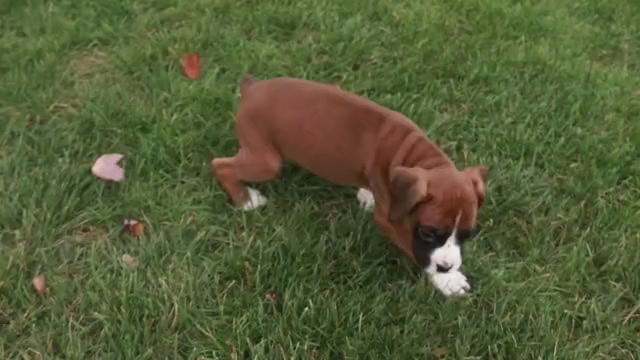 Video preview image #1 Boxer Puppy For Sale in SHIPSHEWANA, IN, USA