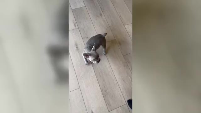 Video preview image #1 French Bulldog Puppy For Sale in BAKERSFIELD, CA, USA