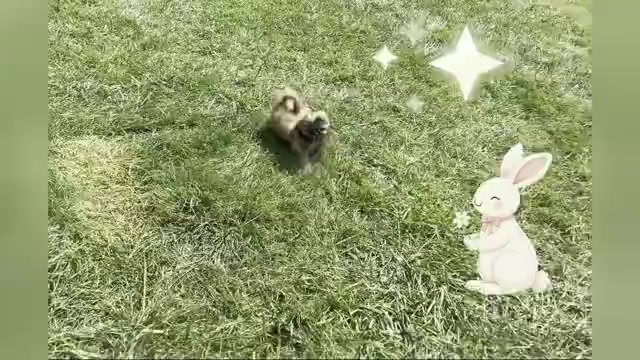 Video preview image #5 Shih Tzu Puppy For Sale in WARSAW, IN, USA