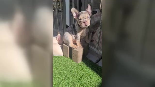 Video preview image #2 French Bulldog Puppy For Sale in LAS VEGAS, NV, USA