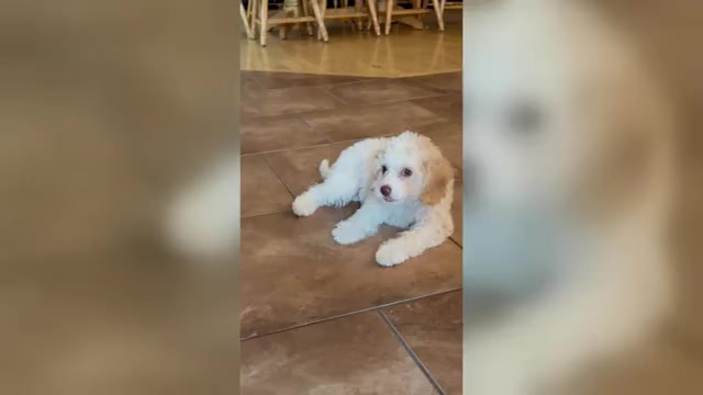 Video preview image #1 Cavapoo (Miniature) Puppy For Sale in WAUSEON, OH, USA
