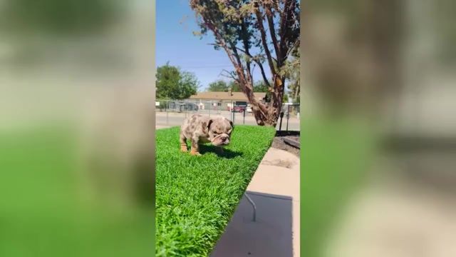 Video preview image #2 English Bulldog Puppy For Sale in LAS VEGAS, NV, USA