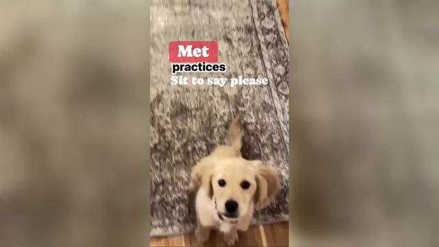 Video preview image #1 Cavalier King Charles Spaniel-English Cream Golden Retriever Mix Puppy For Sale in COLUMBUS, OH, USA