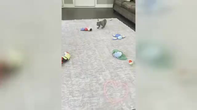 Video preview image #5 French Bulldog Puppy For Sale in WARSAW, IN, USA