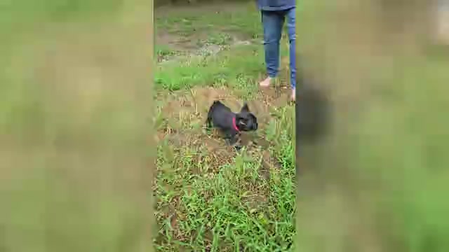 Video preview image #1 French Bulldog Puppy For Sale in COLUMBUS, GA, USA